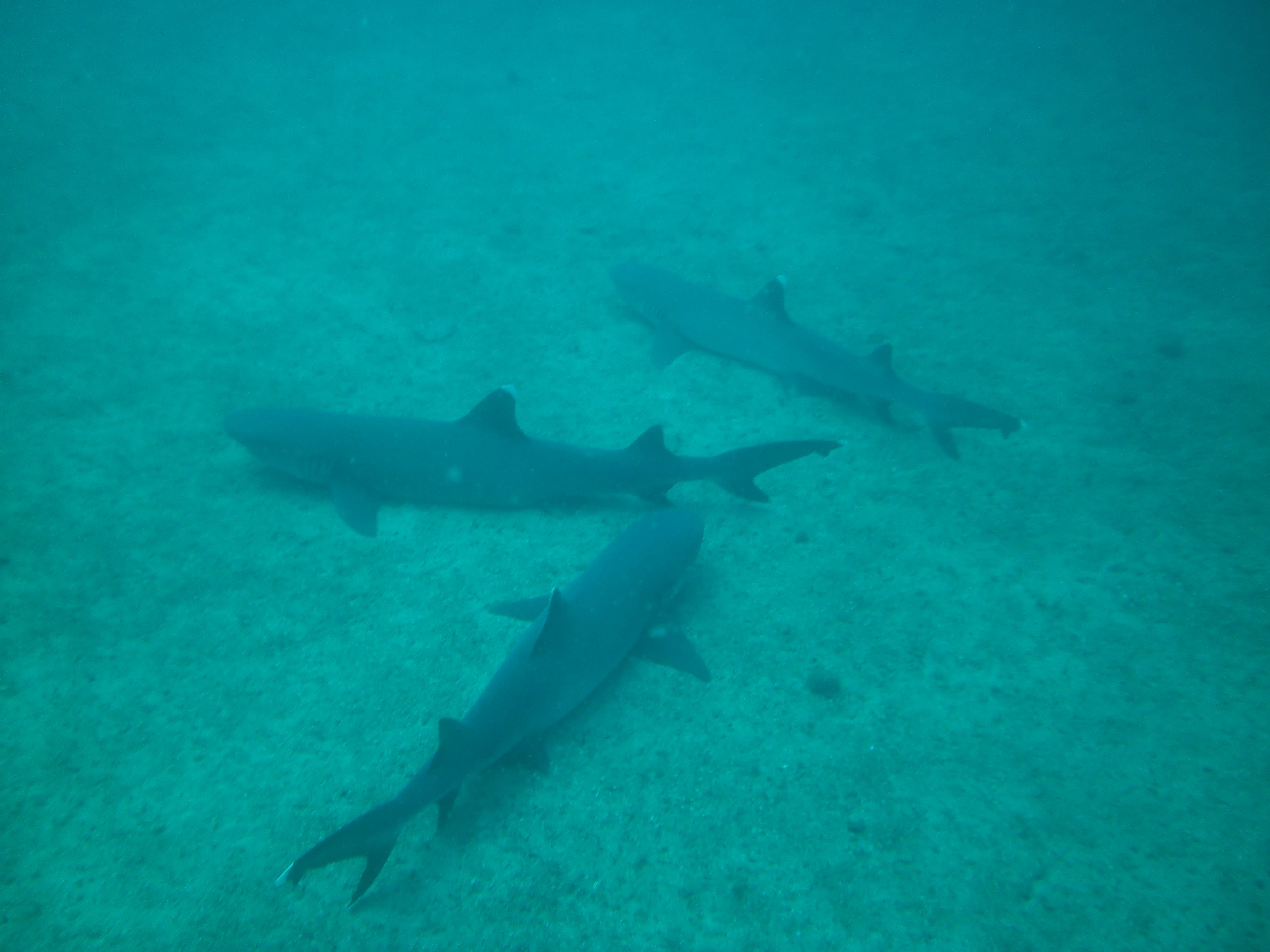 Tortuga Local Dive Site Shark Diving in Costa Rica Rocket Frog Divers