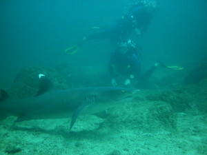 white tip reef shark costa rica