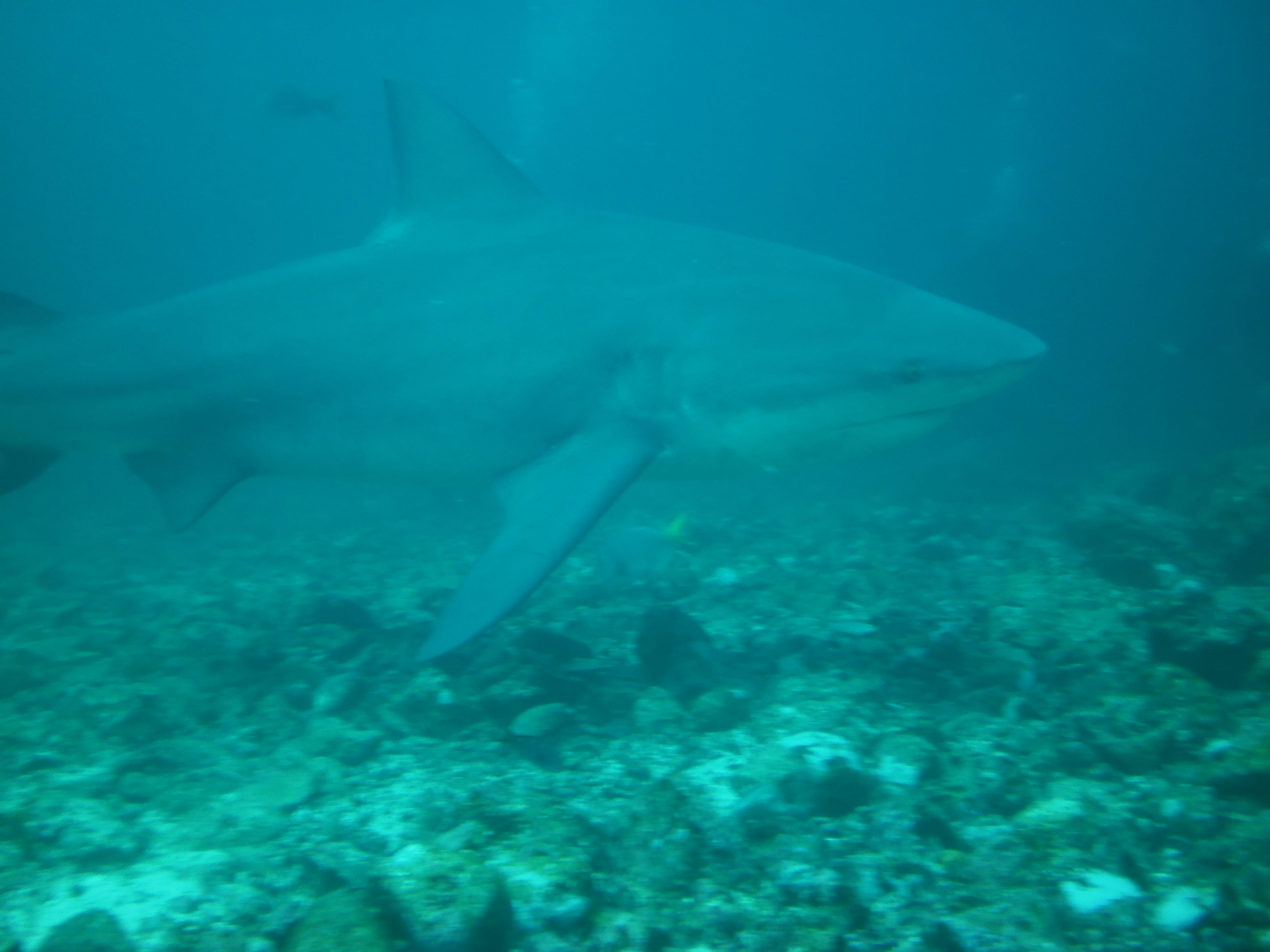 Intova Digital Camera Scuba Dive Costa Rica With Rocket Frog Divers