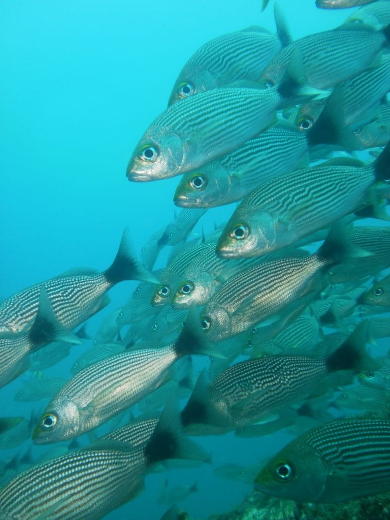 Fish At Monkey Head