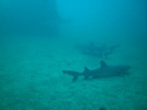 white tip reef sharks at wreck in Costa Rica