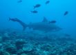 lake nicaragua bull shark
