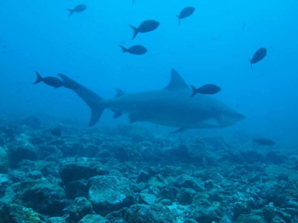 lake nicaragua bull shark