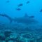 lake nicaragua bull shark