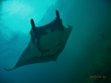Manta Rays have been added to the CITES Protected Species list.