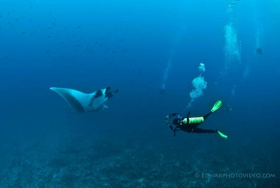 manta rays costa rica