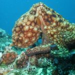 pacific octopus costa rica