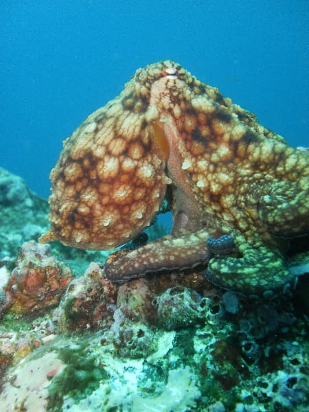 pacific octopus costa rica