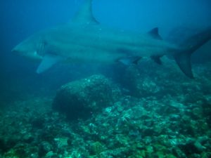 Scuba Diving With Bull Sharks Costa Rica