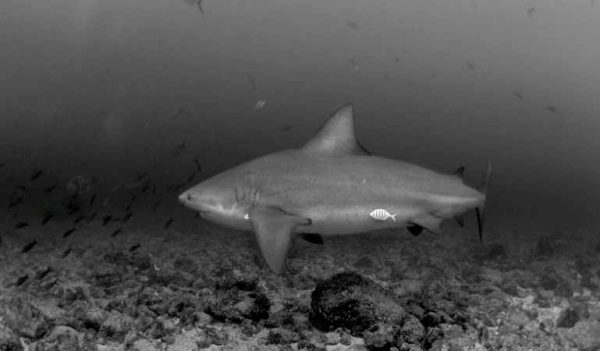 Bull Sharks Bat Islands Costa Rica