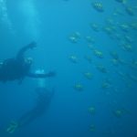 scuba diving shark shallows costa rica