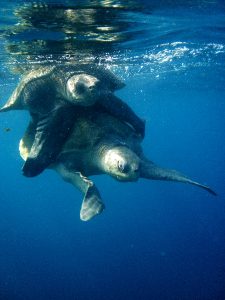 Turtle at Punta Gorda Costa Rica