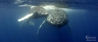 Humpbacks