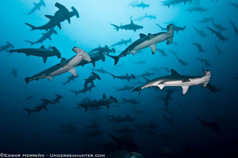 Liveaboard Diving in Cocos Island, Costa Rica A Top Dive Destination