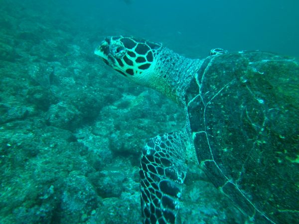 sea turtle costa rica