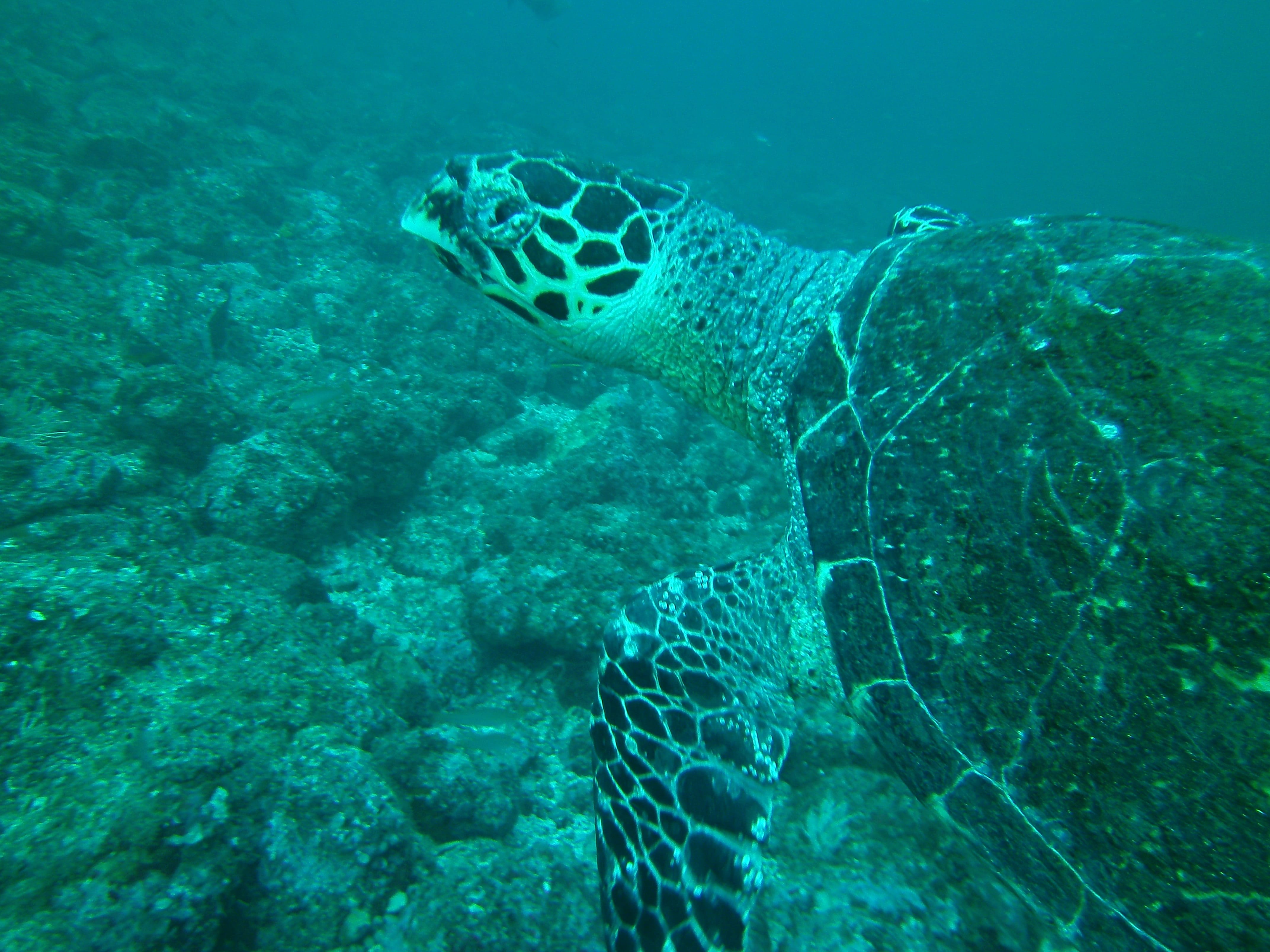 sea turtle costa rica
