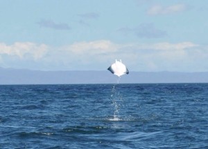 manta ray jumping