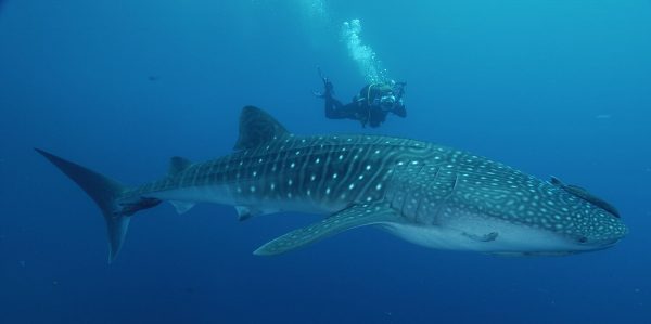 whale-shark