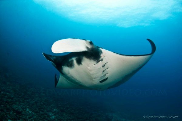mantaray.jpg