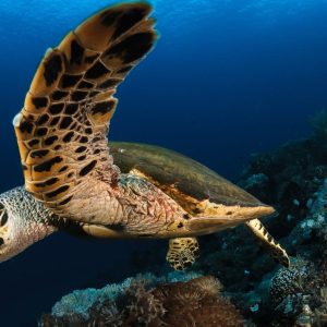 PADI Advanced Open Water