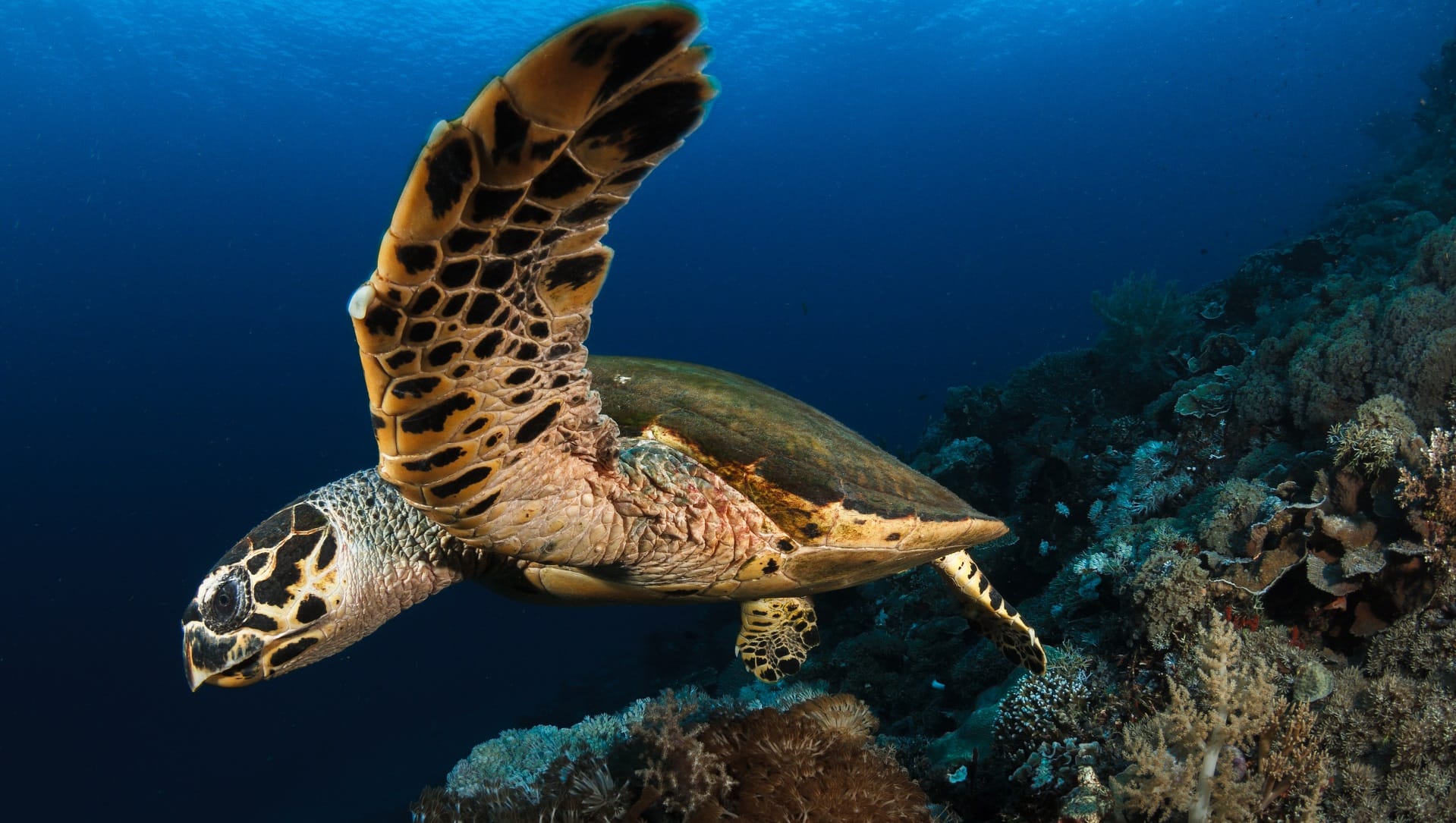 PADI Open Water Diver Certification