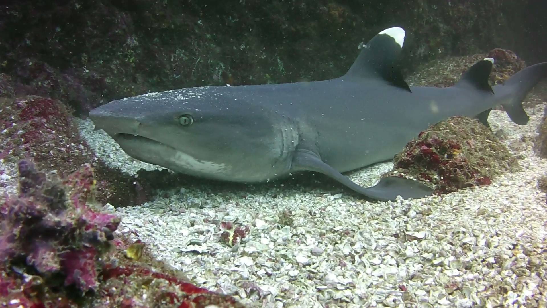 Diving The Catalinas With Rocket Frog!