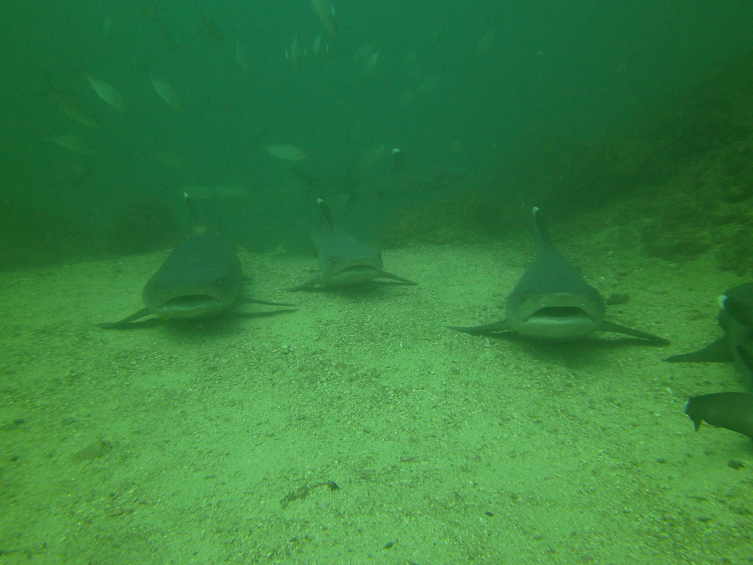 SeaLife DC1400