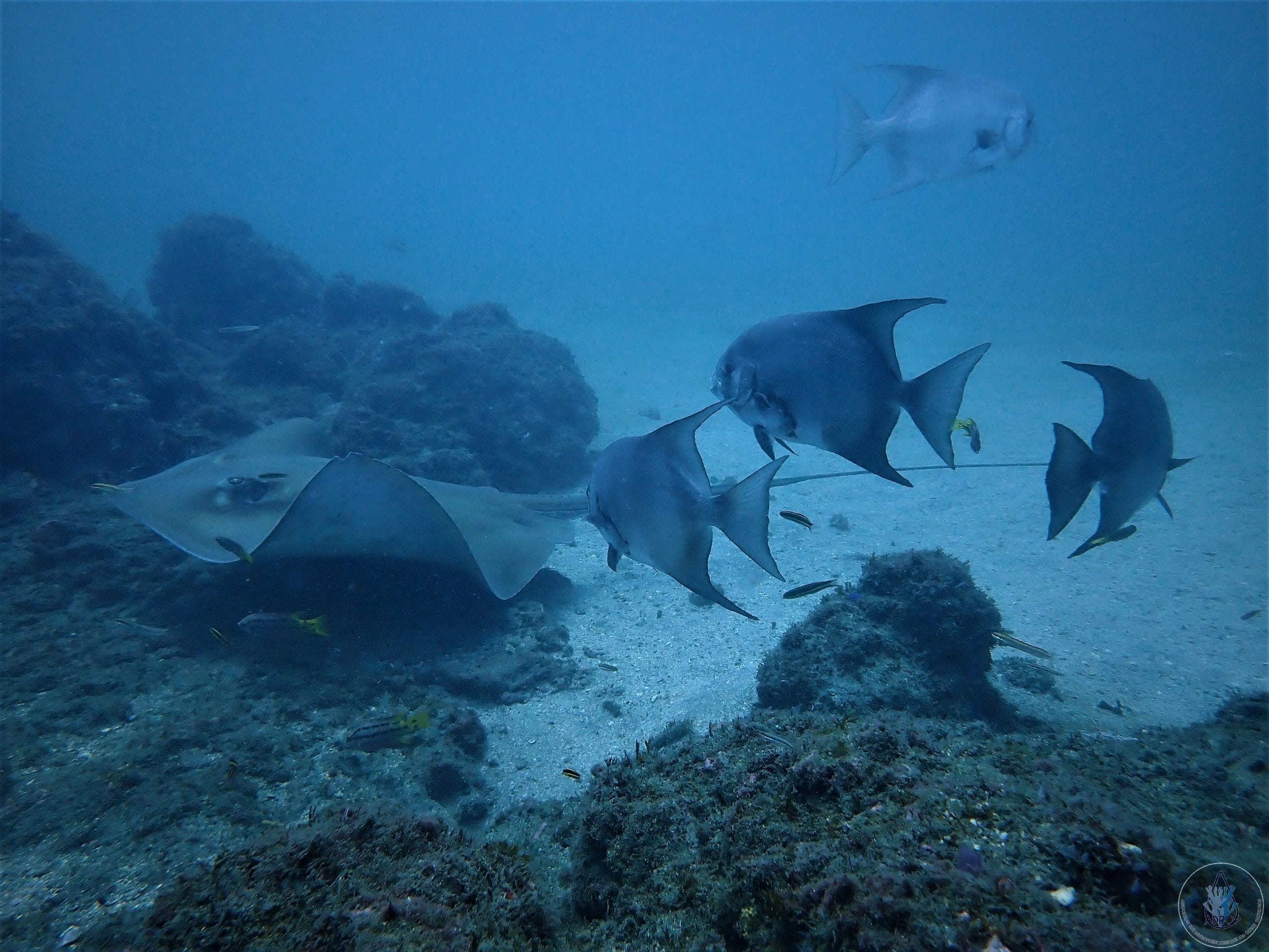 Stingray-1_GF