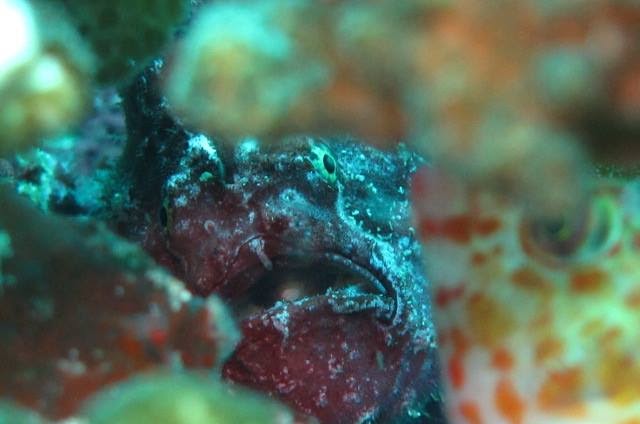 Why do Frogfish Look So Weird?