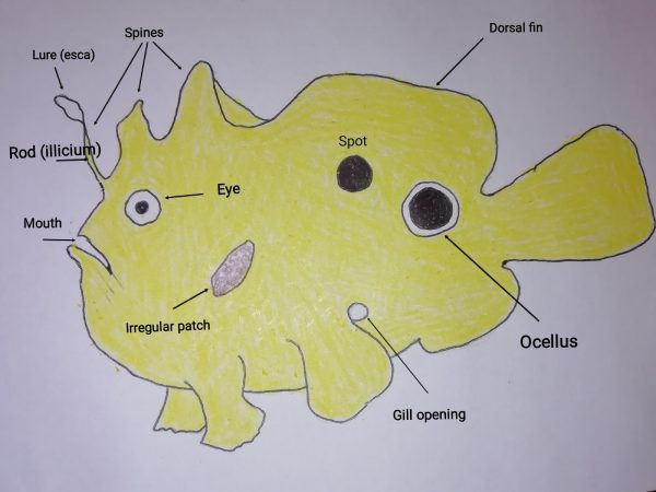frogfish