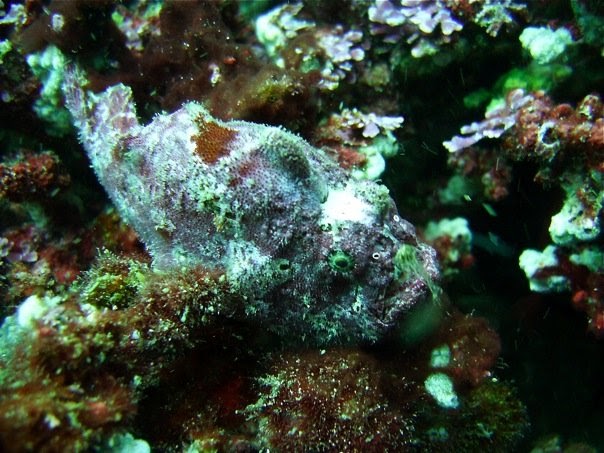 Why do Frogfish Look So Weird?