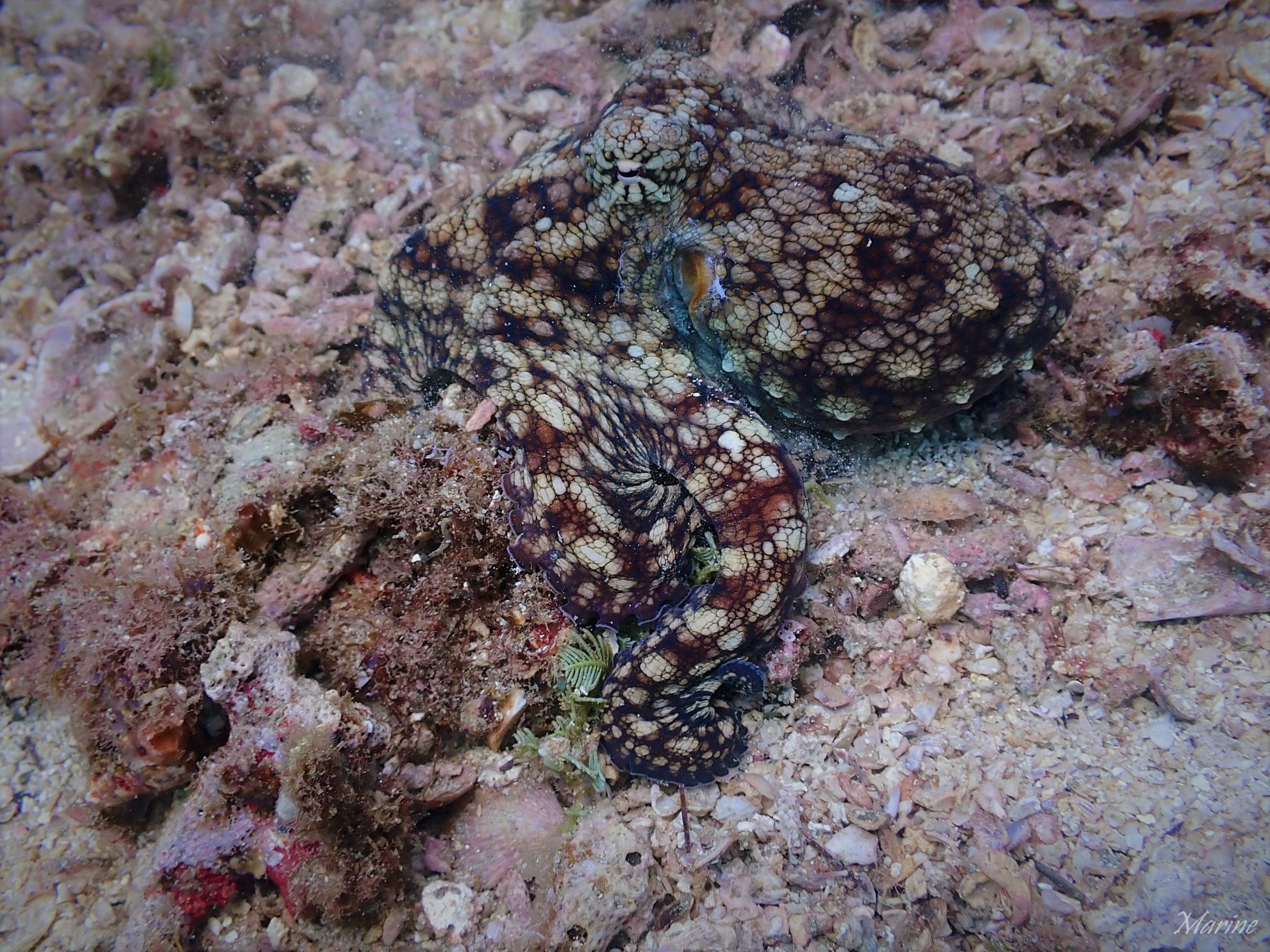 octopus-3_GF