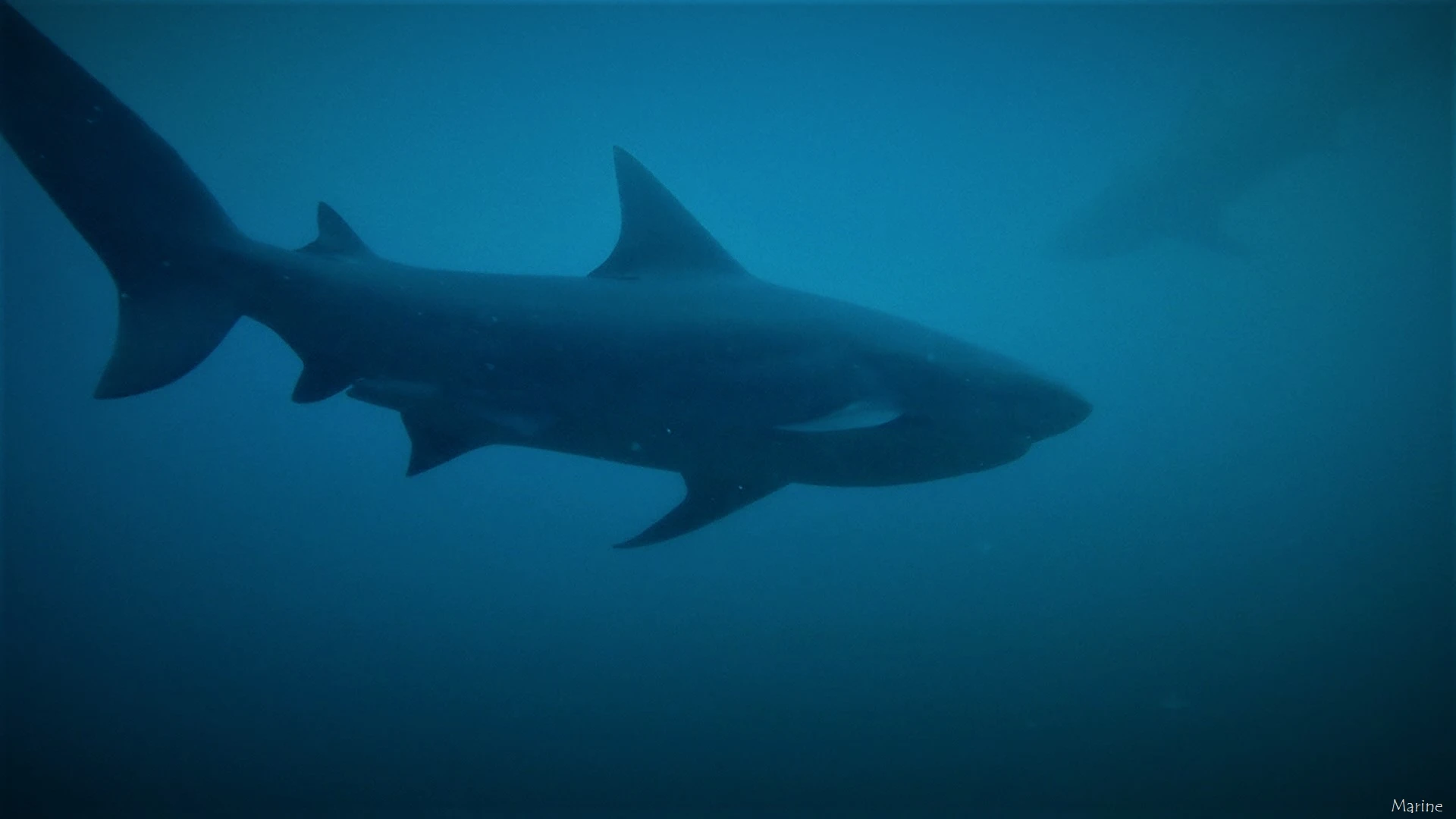 Discovering the Bat Islands of Costa Rica with Rocket Frog Divers