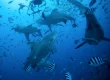 bull sharks costa rica
