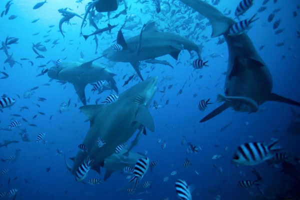 bull sharks costa rica