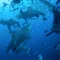 bull sharks costa rica