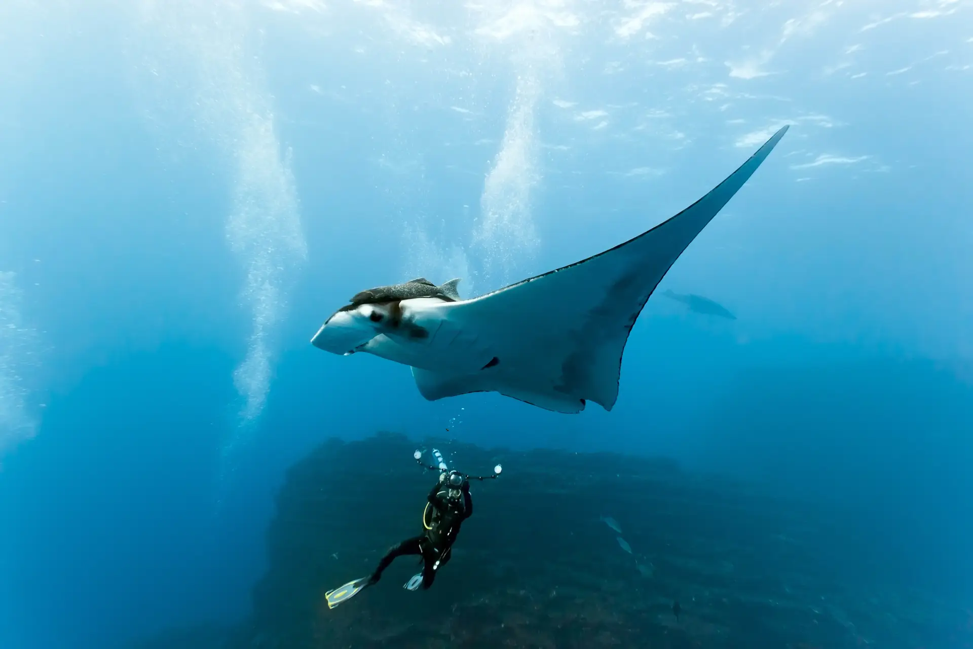 large pacific manta ray